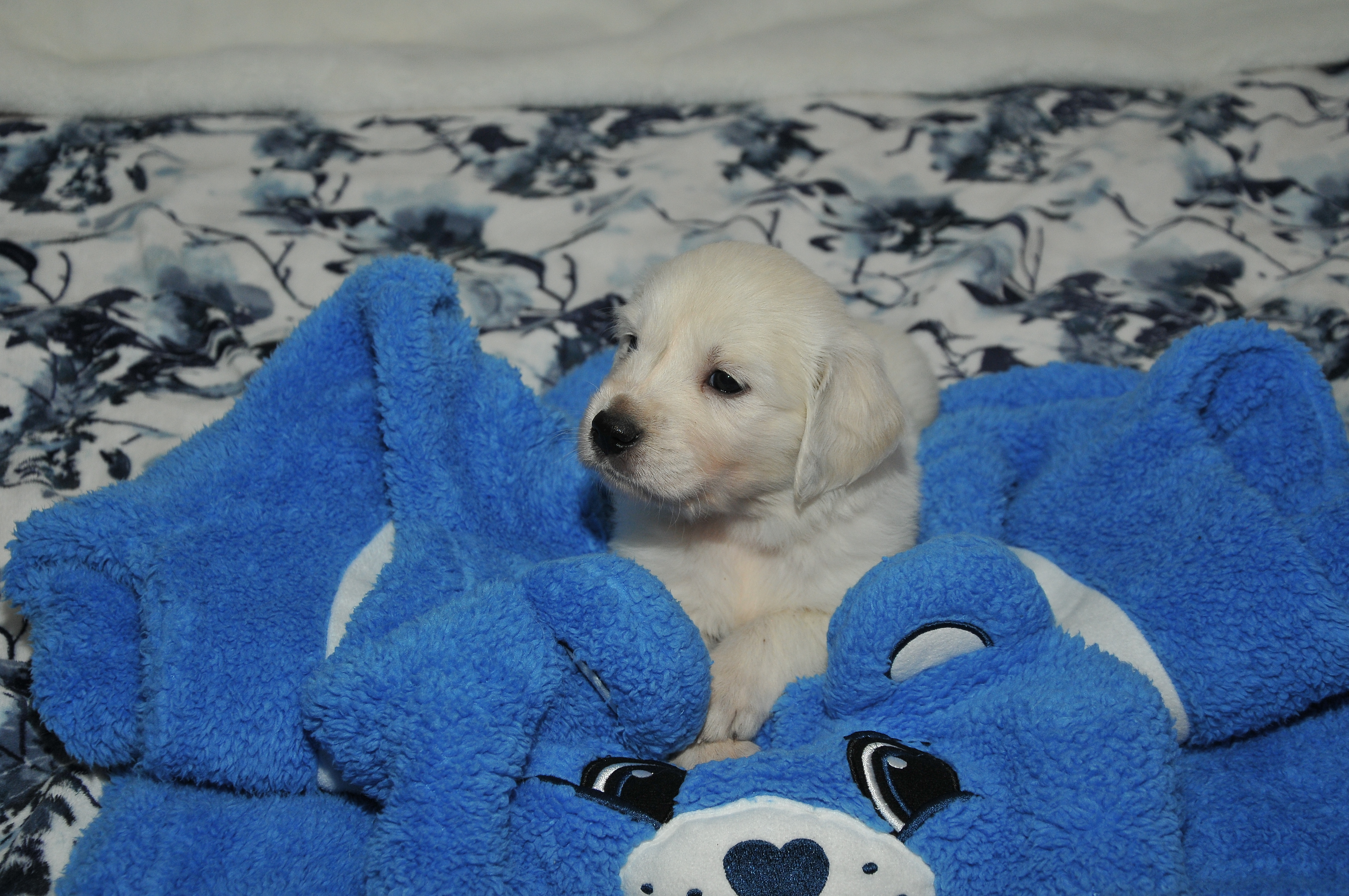 Second photo of Magic, a cute Golden Retriever puppy.